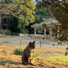 2026年2月3日🐾 今日のマヤ暦