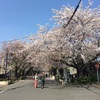 谷中霊園の鬱金桜