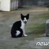 韓国「ビニール袋の中から猫の不審死が相次いで発見」