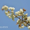 ウコン桜