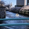 桜ぁ～吹雪のぉ～～♪