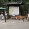 奈良公園の鹿