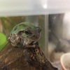 朝のfrog