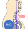 産後の腰痛の原因　その２　【反り腰（腰椎の前湾過大）】