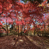 今年の紅葉写真いろいろ ＠福島・文知摺観音，三鷹市某所，丹波山村