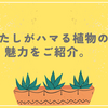 わたしがハマる植物の魅力をご紹介。