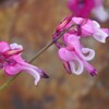 高山植物の女王・こまくさ