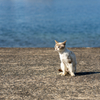  玄海諸島のねこさん