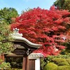 【京都】金戒光明寺塔頭、『栄摂院』に行ってきました。 京都紅葉 京都観光 そうだ京都行こう