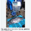 陸上養殖のマグロ水揚げ　７７ｃｍの「大物」も　の事。