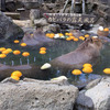 2020年：伊豆シャボテン公園カピバラ紀行