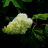  アジサイ：紫陽花　「ハーモニー」