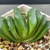 ハオルチア購入と植え替え