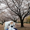 #木場公園#桜#チューリップ#ネモフィラ