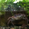 サワガニ Geothelphusa dehaani