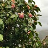 淡紅の椿の雨の朝湯かな（あ）