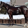 ノルマンディーの満口馬キャンセル募集にコッソリ申込みした件と、出資馬アルディメント近況報告（25年4月）。