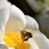 【無花粉植物によるミツバチの大量死】目先の効率や便利さが招く将来の食糧不安