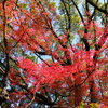 小田原市城内　　報徳二宮神社の紅葉と　cafe ginger