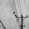 電線にカラスが4羽