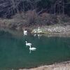 白鳥の季節