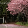 納場・貴船神社の陽光桜・・