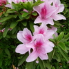 万葉の花「つつじ」