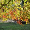 紅葉が始まった公園