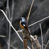 里山は野鳥が密でした　その１