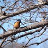 井頭公園のカワセミ