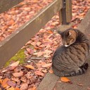 一年中こたつ出てる