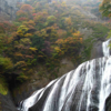 袋田の滝の紅葉！日本三大名瀑に出没してみる！滝と紅葉のコラボレーション