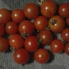 水耕栽培ミニトマト　今晩は２０個収穫できました。