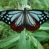 アサギマダラ蝶を初めて見ました