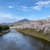 高野川🌸桜並木と水鳥たち♪