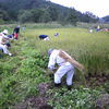 カヤ田で稲刈り