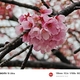 ヨコハマヒザクラ（横浜緋桜）