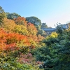 【京都観光】色づき始めた紅葉を見に東福寺に行く