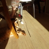猫のお相手と北陸の思い出