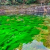 清左衛門地獄池（神奈川県南足柄）