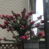 百日紅