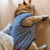 コロ助の検査日のこと｜貧乏・生活苦ブログのこと