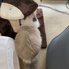 良いお天気で引き続き元気いっぱいのふくちゃん