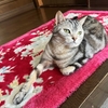 猫、体重減少が気がかり
