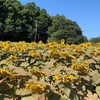 あけぼの山公園はひまわり満開、、、後コロナ罹患発覚