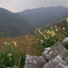 細かい雨の中すべてのみかんの収穫を完了しました＆これが最期のみかんです＆お花とくー♪