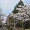 Sakura in Kawauchi