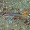  No.095 スミレハナハゼ (Ptereleotris uroditaenia)