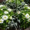 くまからダメ出しでリース変更★寄せ植えその後