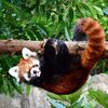 ナイトのげやま2018＠野毛山動物園(1)レッサーパンダに翻弄される